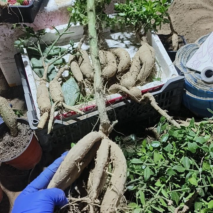 憨***头月之桂脱土发货一颗