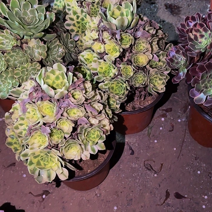 金丝翡翠多肉植物不售后量拍