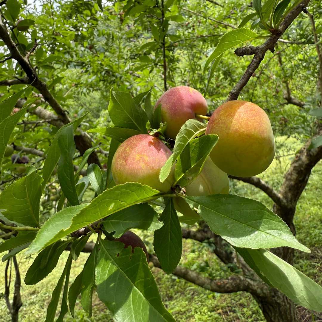 广西乐业牛心李大果【顺丰包邮】现摘现发脆甜爽口