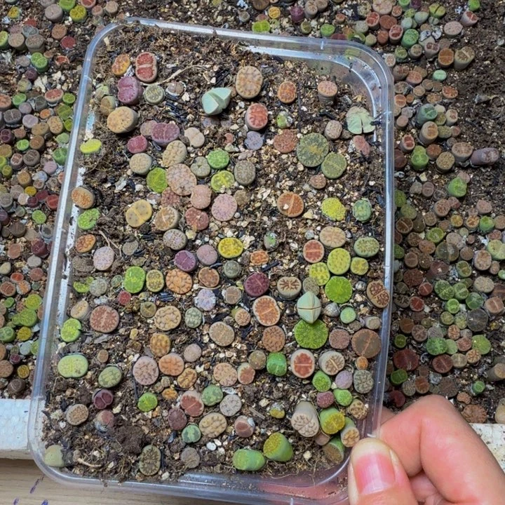 海***欺多肉植物的生长发育114