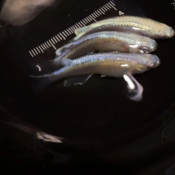 青鳉鱼一物一拍225