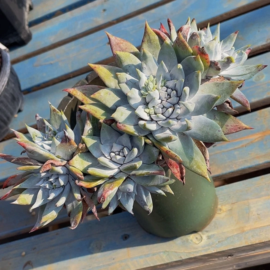 【闪购商品】苹果叶雪山