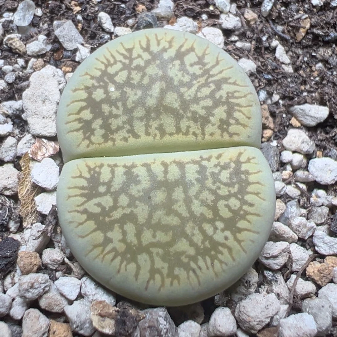 【闪购商品】 1182。