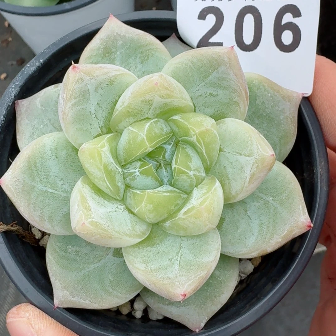 白泽        精美多肉植物