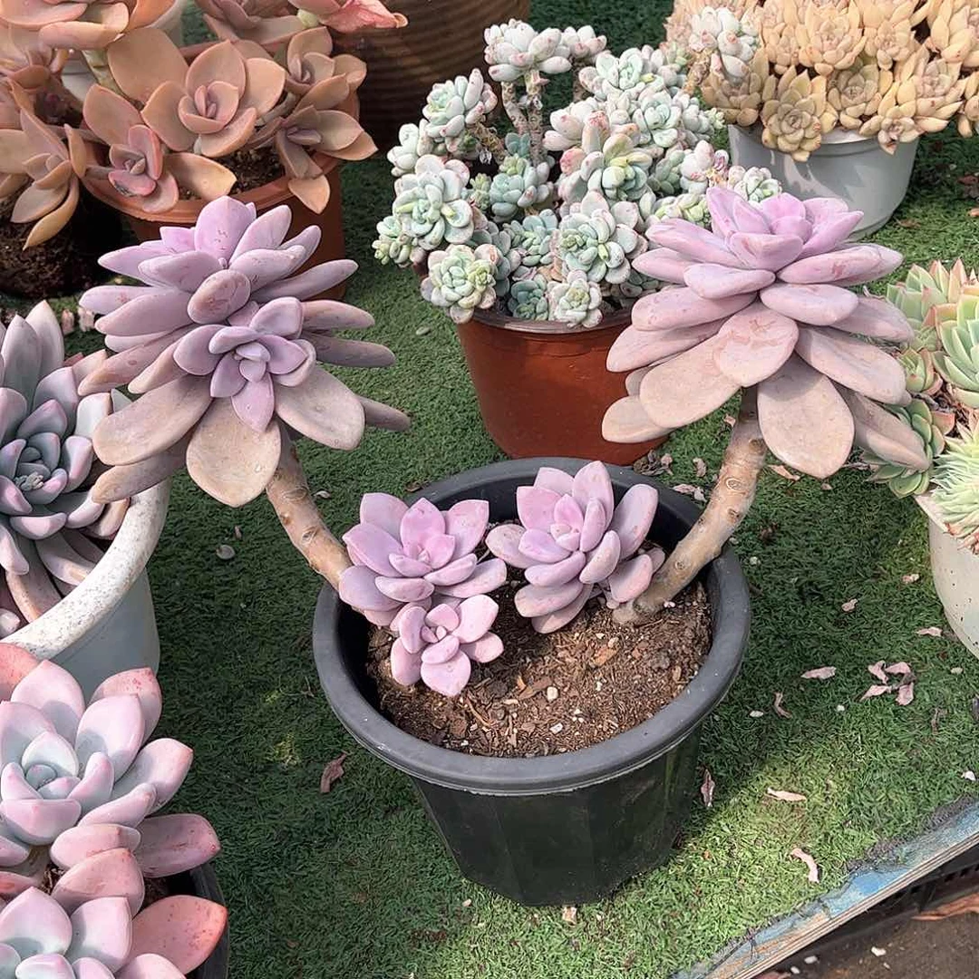 非*桃双多肉植物保护6