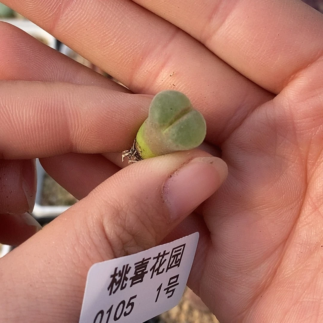 105-1-开播福利。