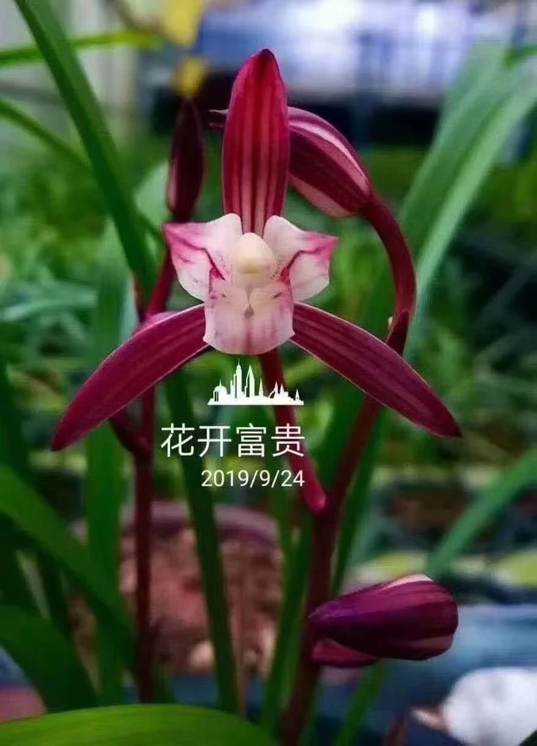 君富贵花卉 直播间 脱盆裸根发货 一物一拍 乱拍发树皮100克种植