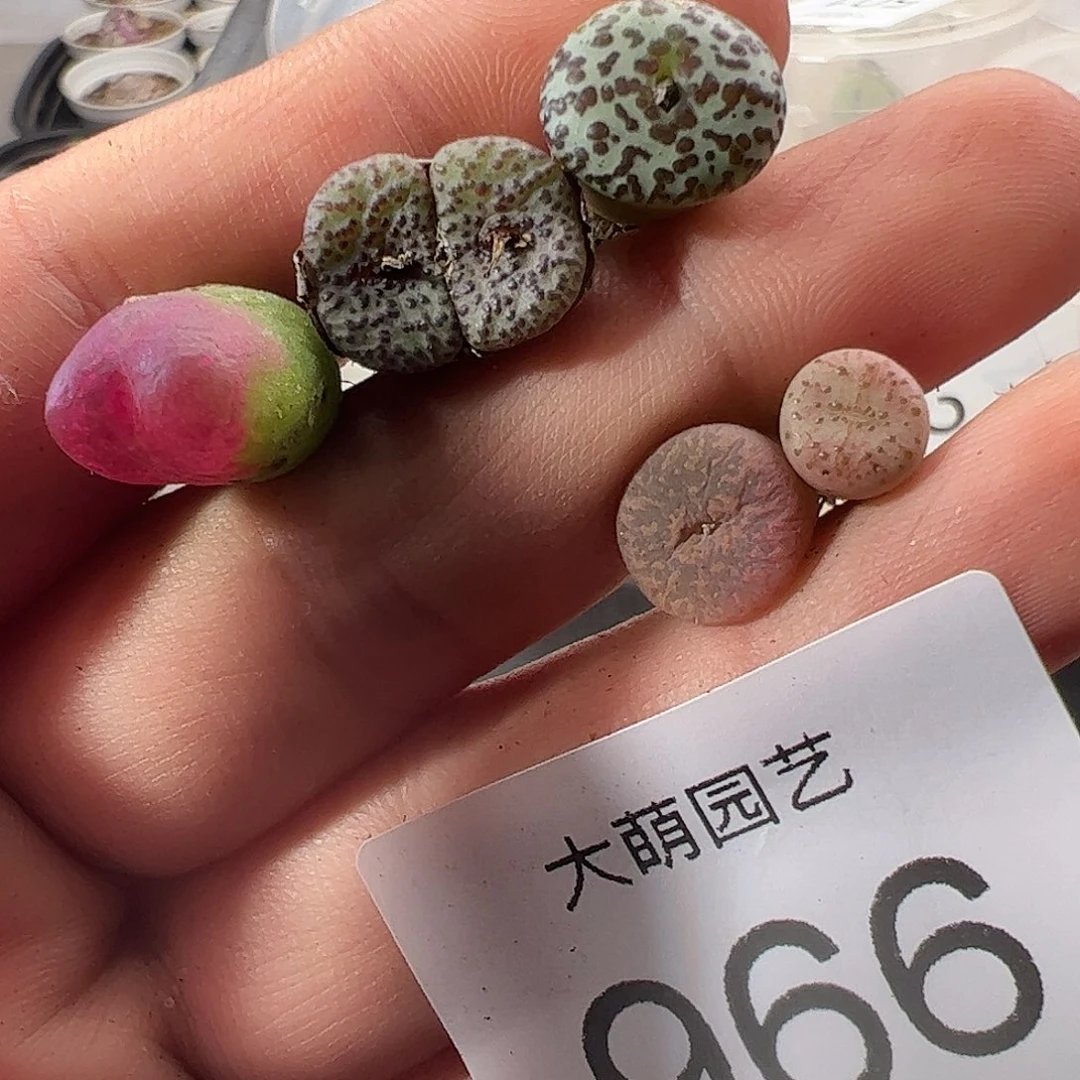 一物一拍清盒福利有疤。 966