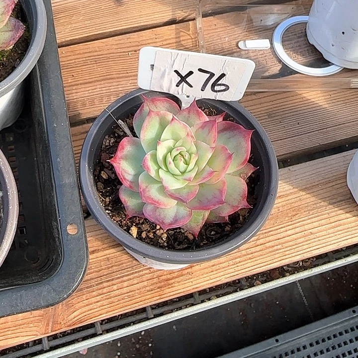 棒**～X76惊鸿单头多肉