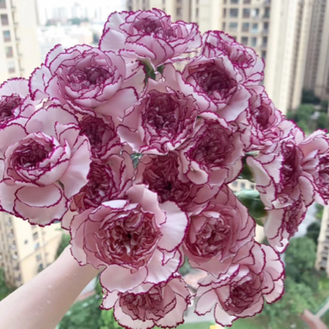 紫精灵单头康乃馨20支昆明基地直发情人节送礼家庭插花