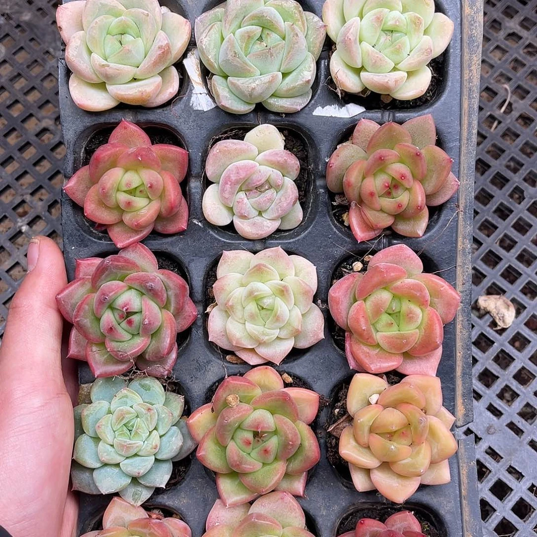 多肉一物一拍14-71