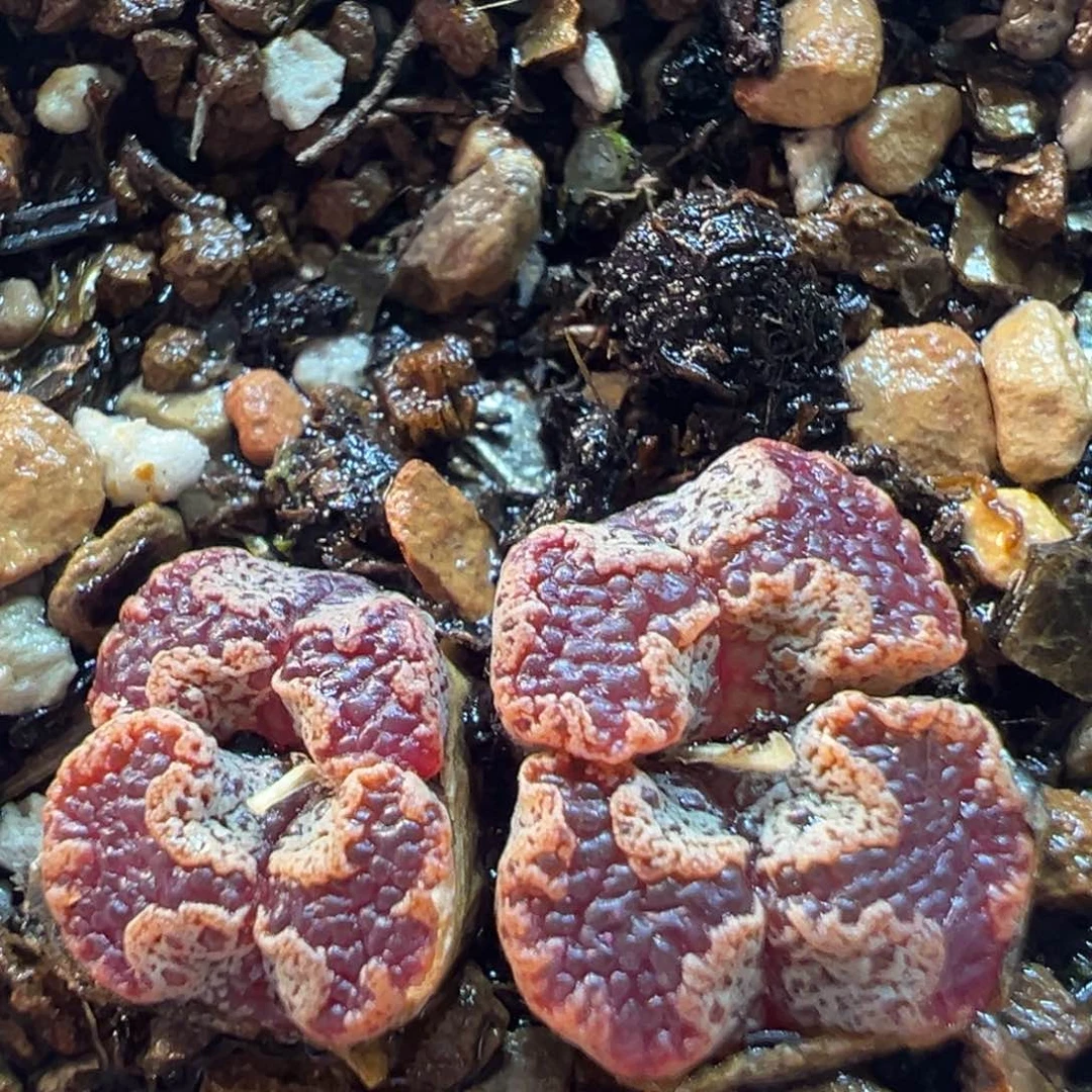 紫超蝶母本带盆多肉