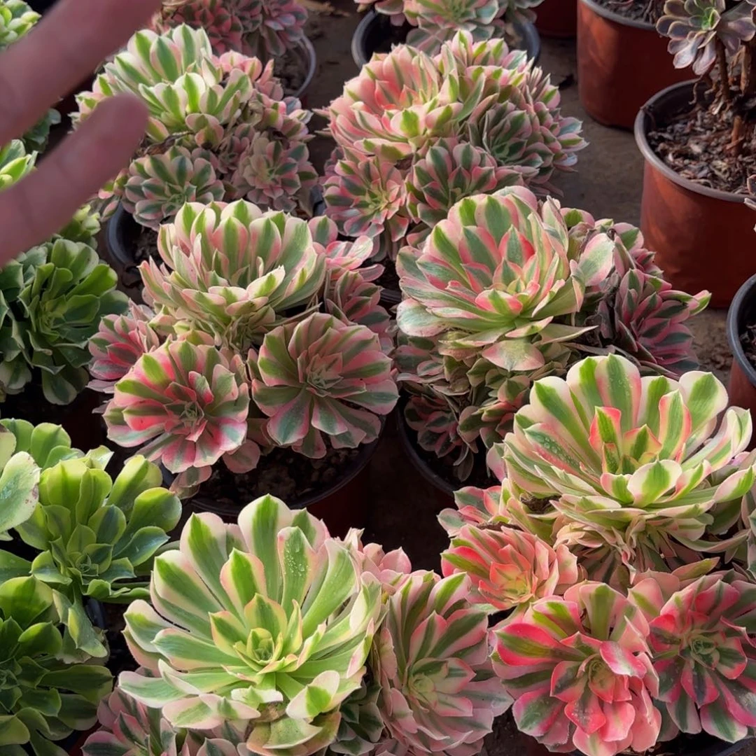 粉女巫手捧9.9多肉植物