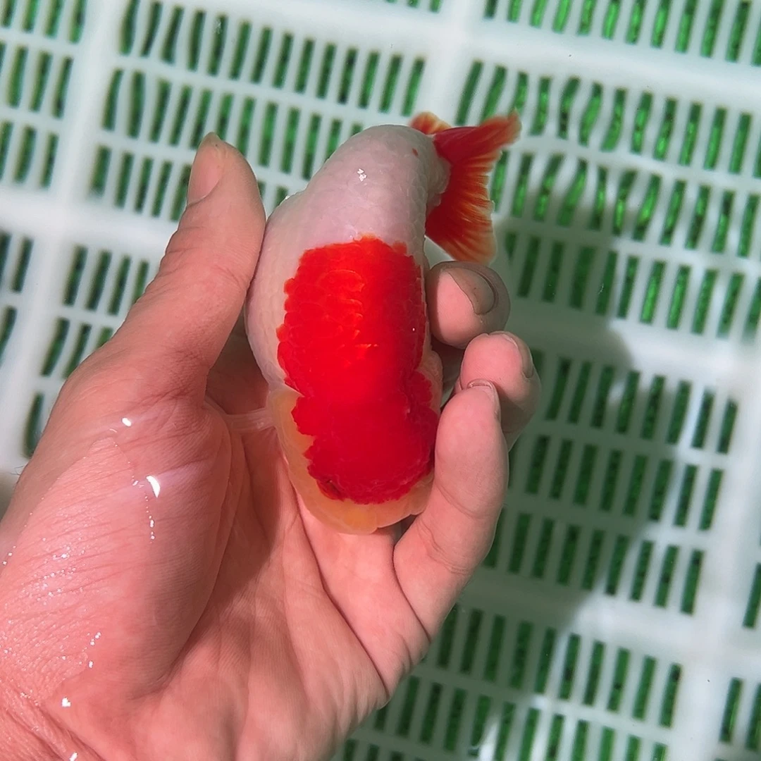 金鱼兰寿金鱼福利价格