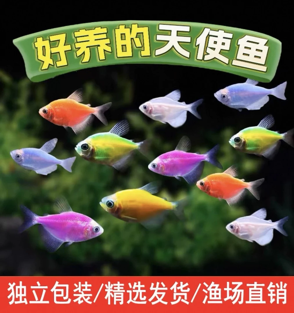 七彩天使鱼小型热带观赏鱼颜色丰富群游好养适合新手