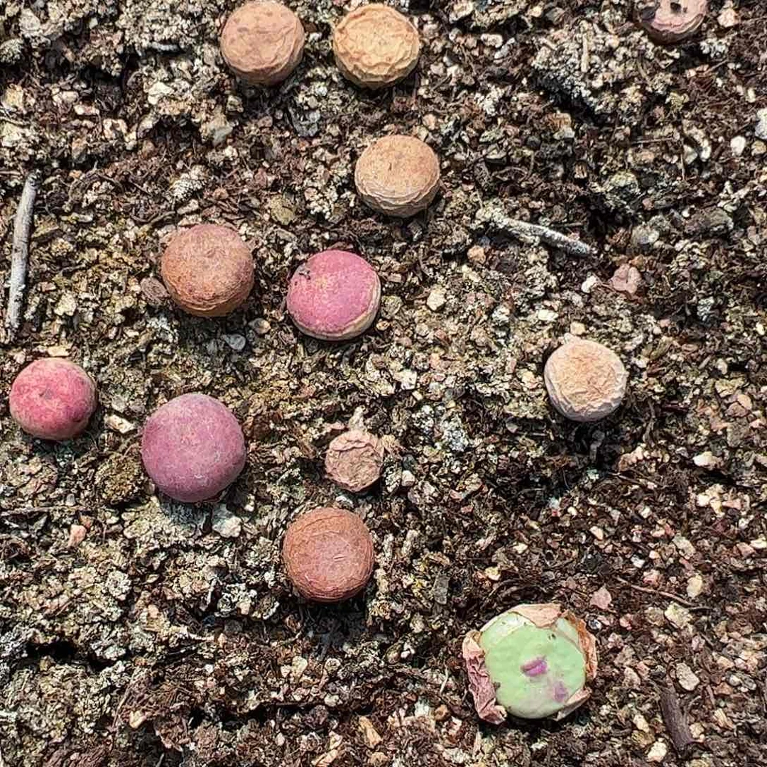 0000量拍M4×D6大型厚唇嘟嘴1颗尺寸1.0上下