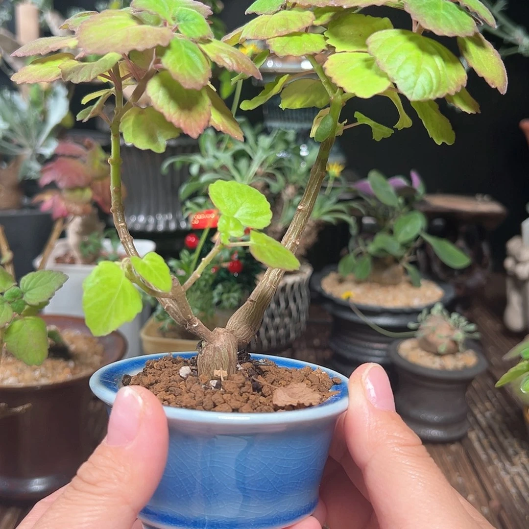 爱氏延命草脱土包邮