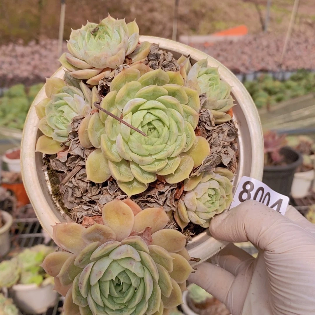 8004昂斯诺一物一拍