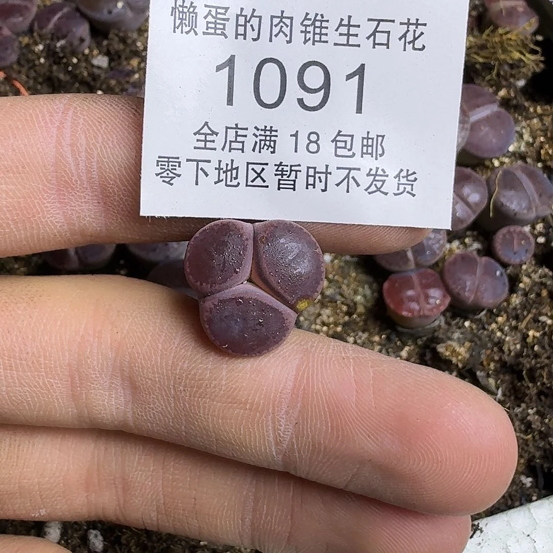 1091 哈哈哈哈哈哈哈