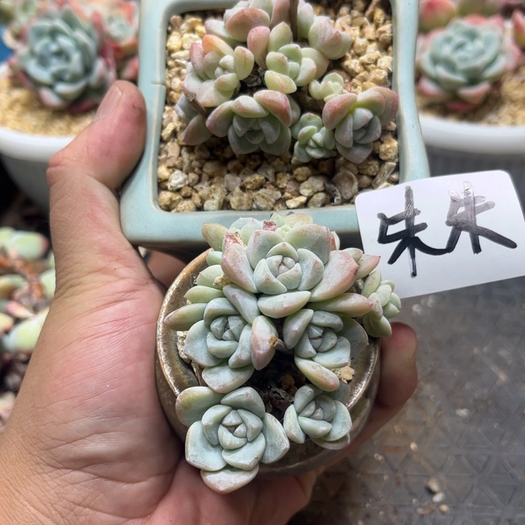 朱朱专拍冰玉群两颗