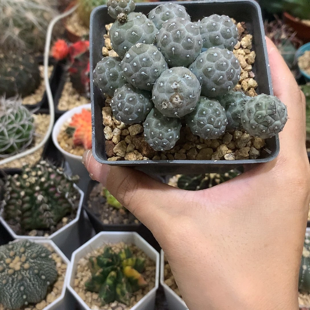 当前无花栽培后可以开花足球团扇