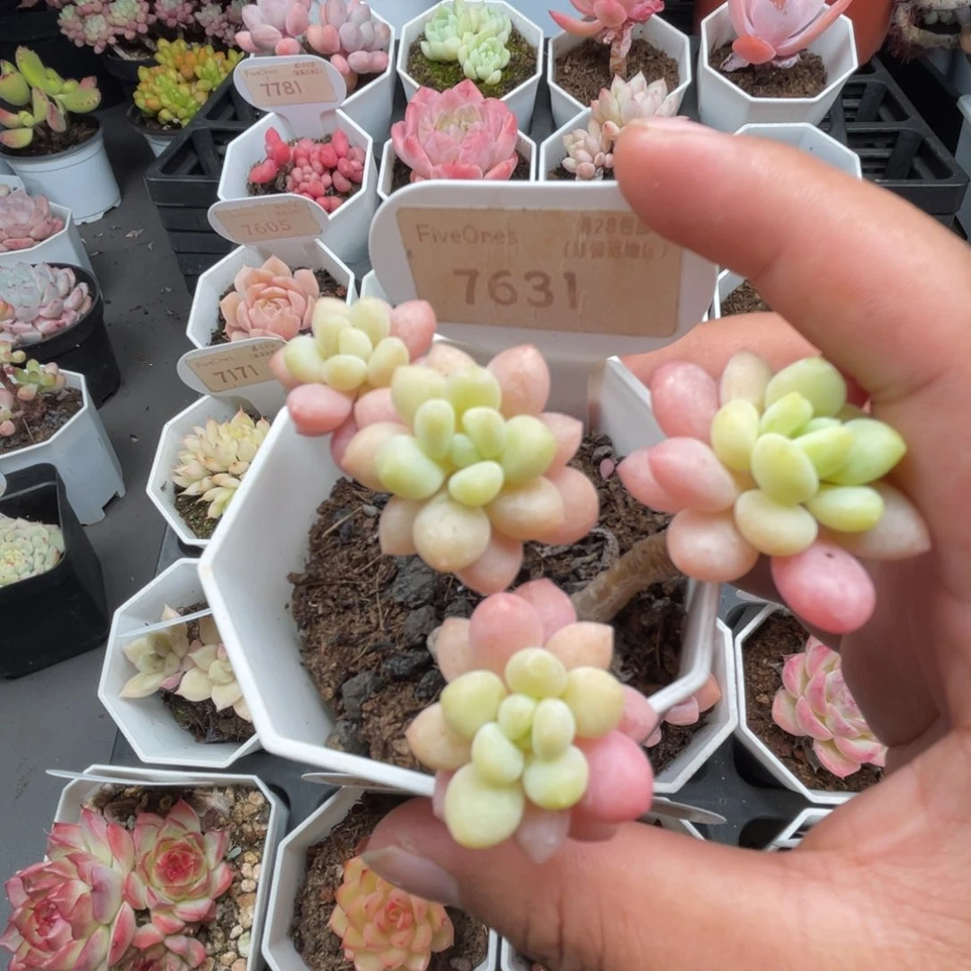 7631鱼子酱 5.0厘米