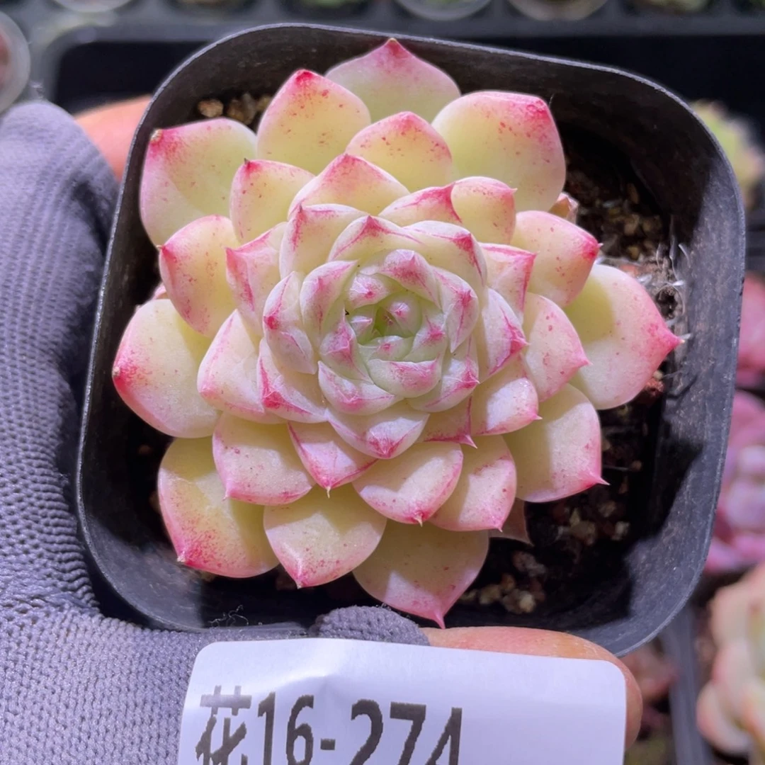 花利美16-274女王