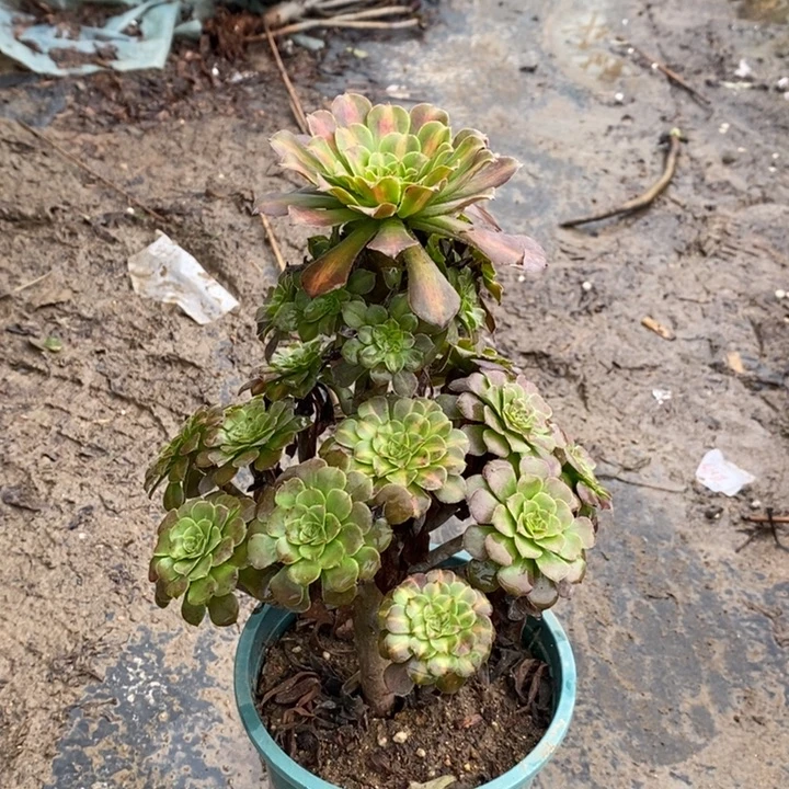 红桐中斑多肉植物034