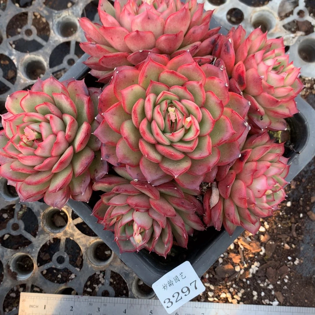 3297杂交精品基地18厘米