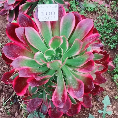 梦****?3.3.100皇后多肉植物