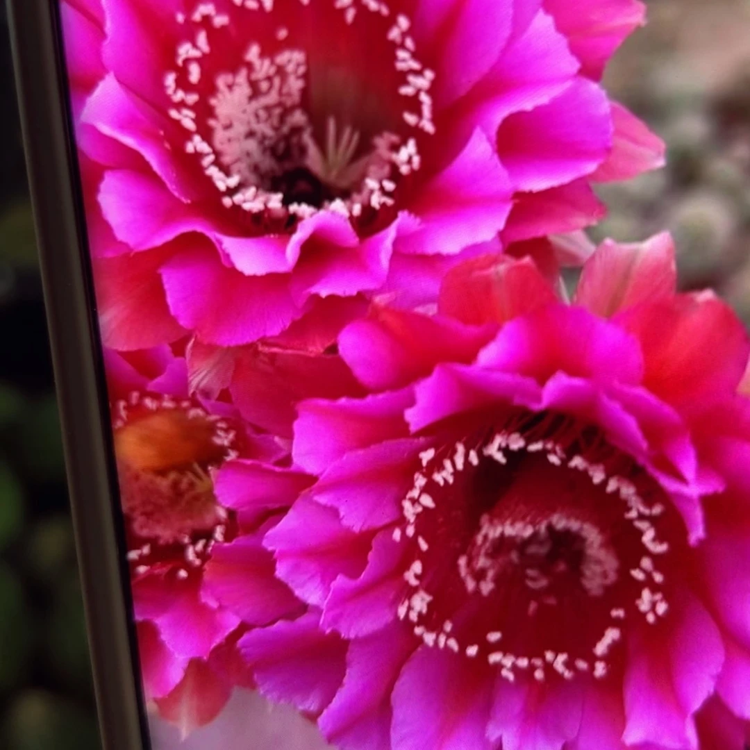 下55彩草123 歪班无根侧芽4公分左右20包邮