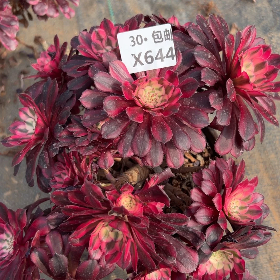 644 红铜白多肉法师