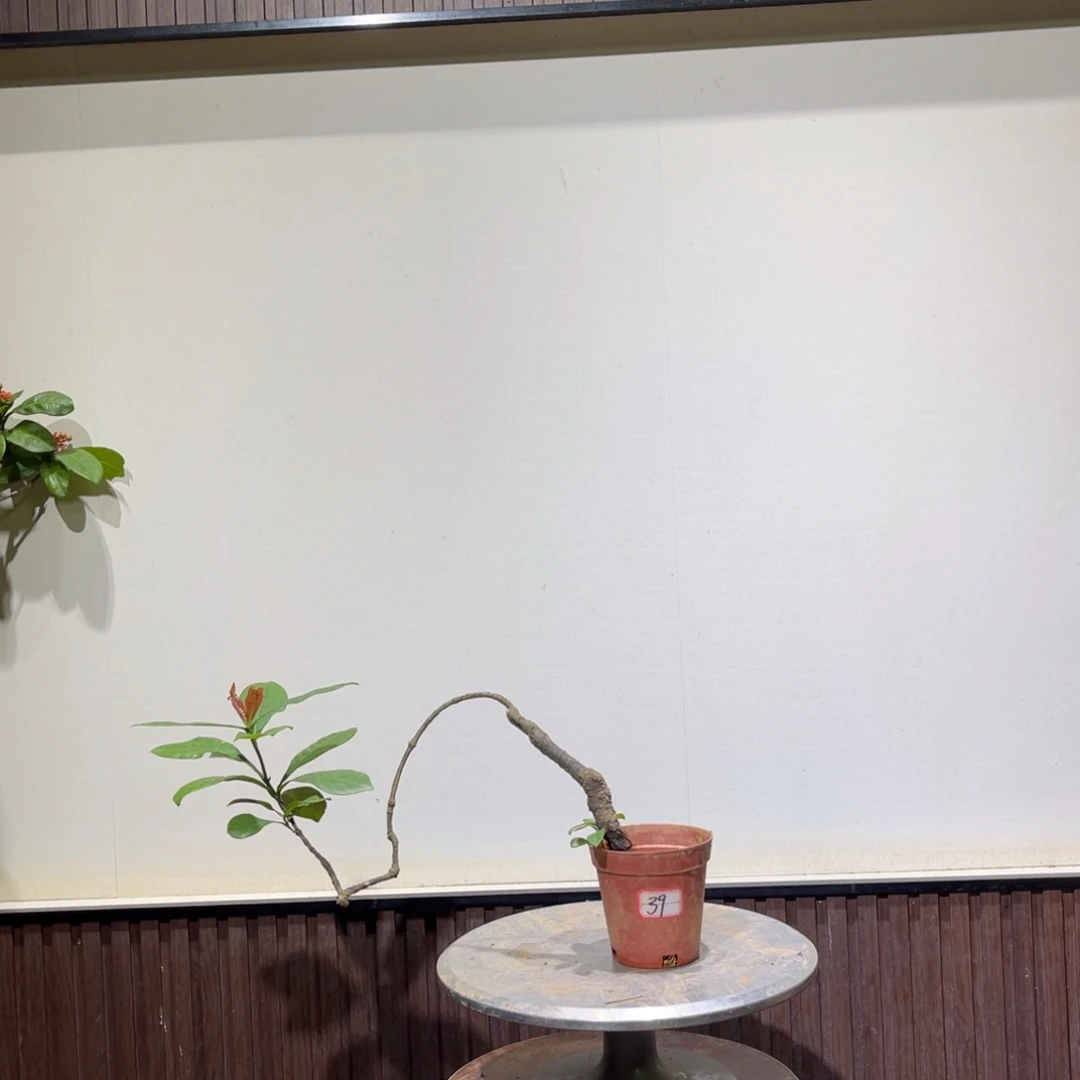 无花朵龙船花一物一拍