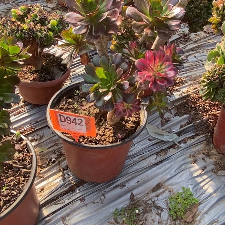 龙***厂D942七彩七彩七彩