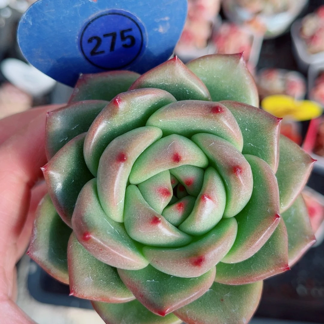 275号小老桩珍妮单头