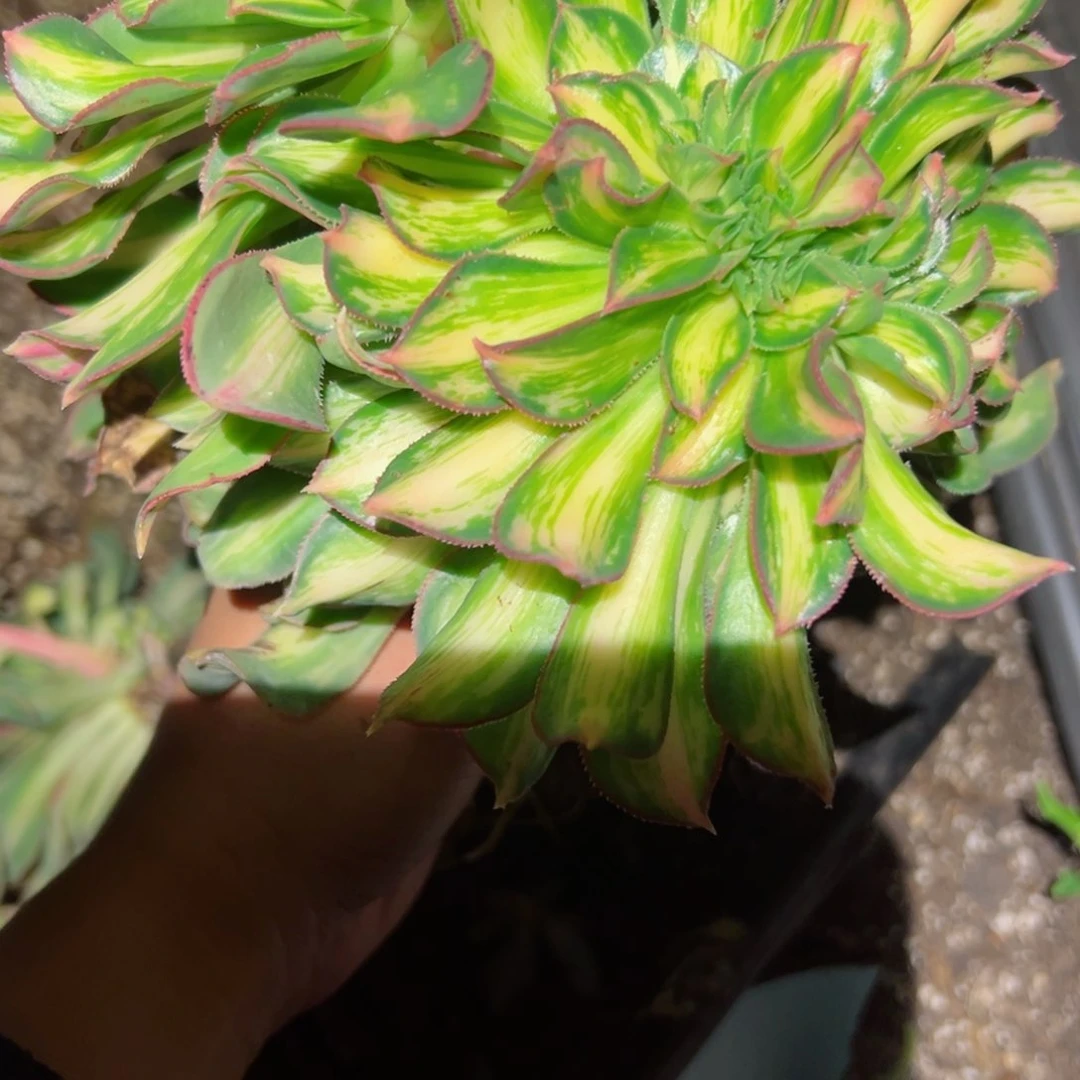 22 号多肉植物法师新年福利