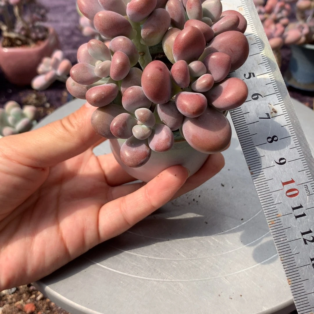 36号带盆偏远地区不包邮的