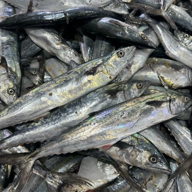 大连本地鲅鱼 燕鲅鱼 马鲛鱼4斤包邮（刺少肉嫩必脱刺易破肚）
