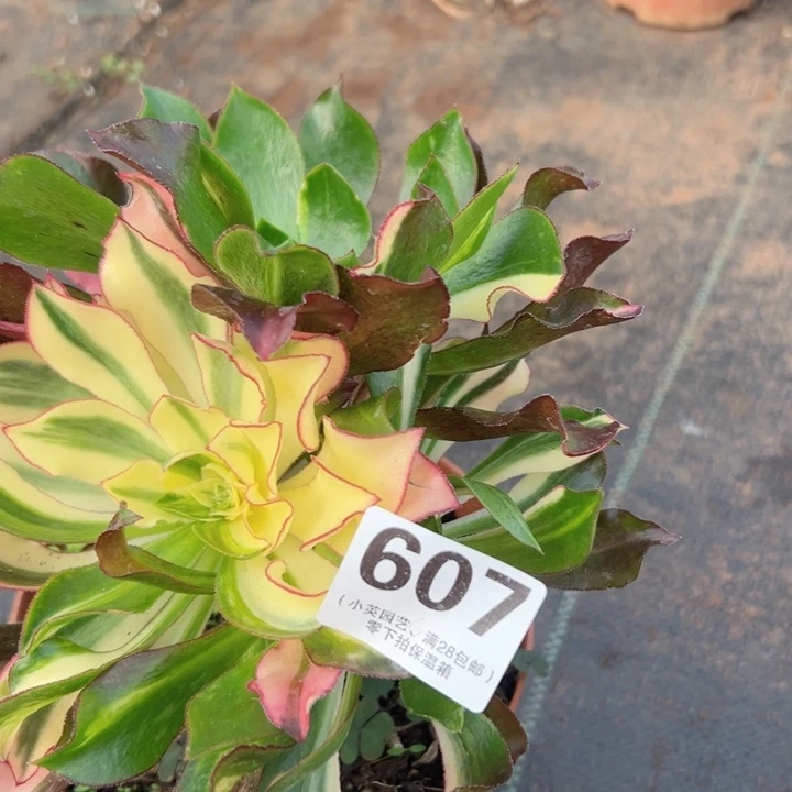 607多肉植物七彩