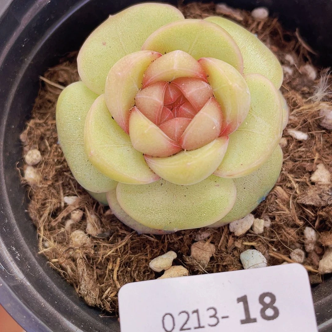 0000000000000018量拍