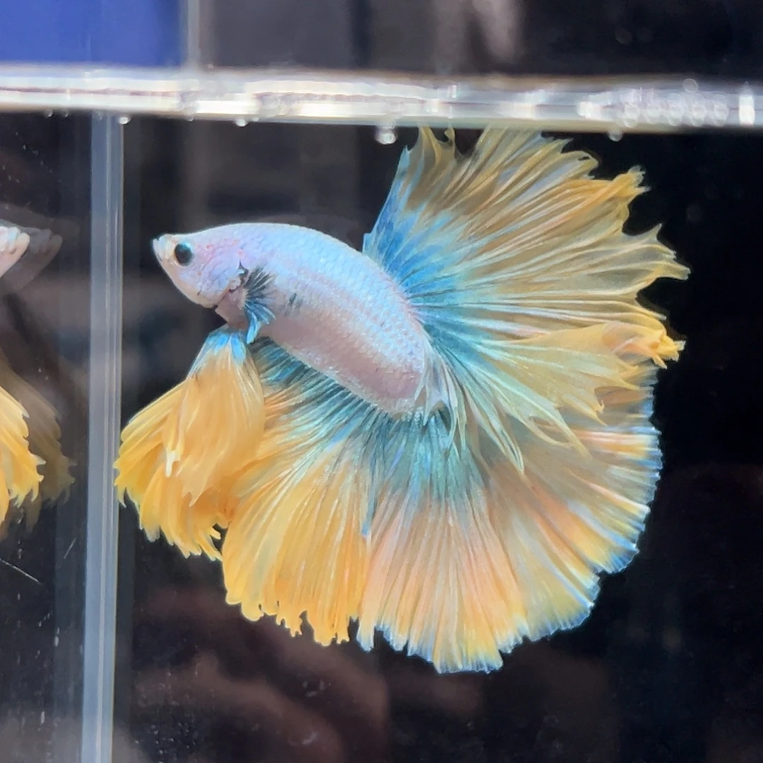 斗鱼22号破价出芒果冰沙