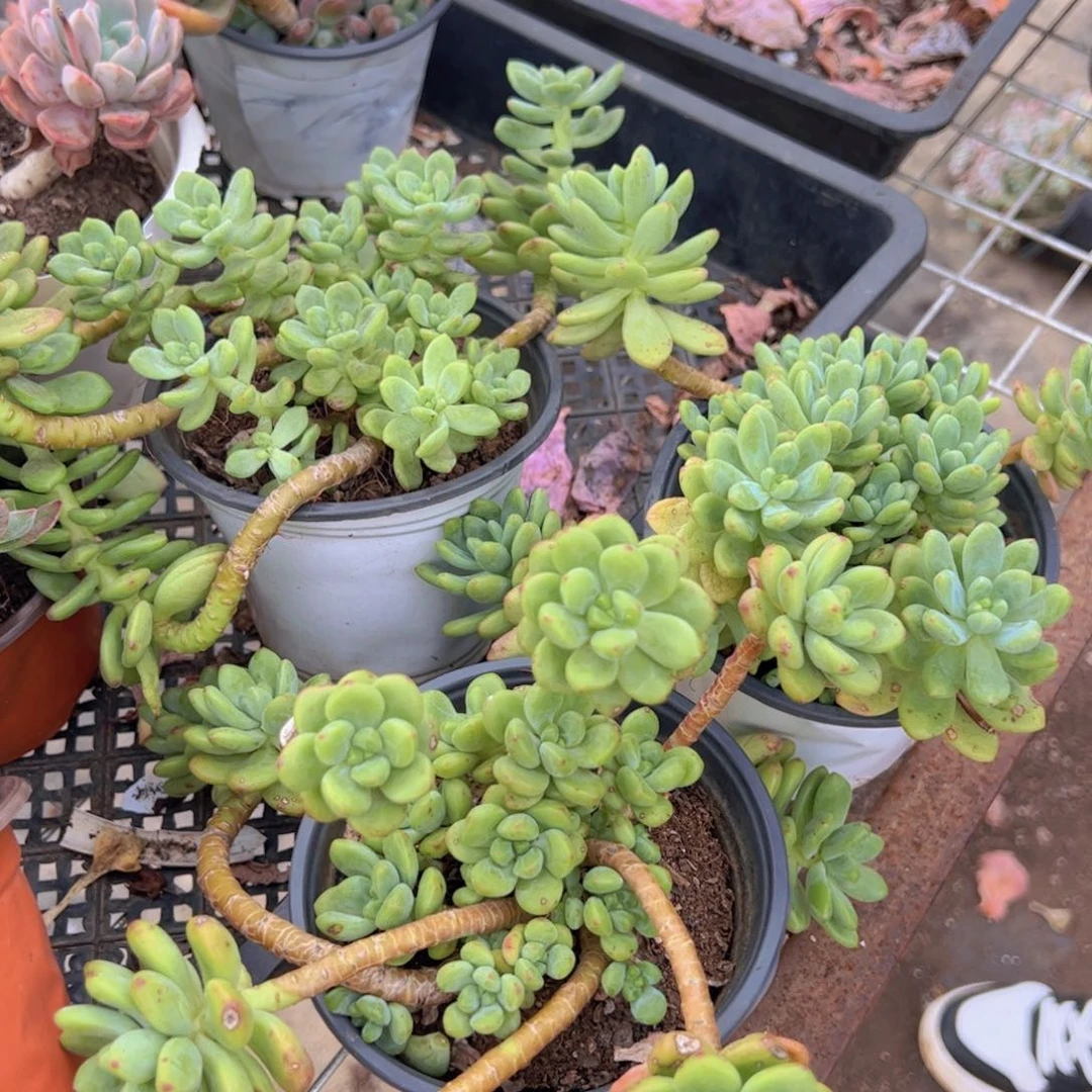 香格里拉三盆，120杯