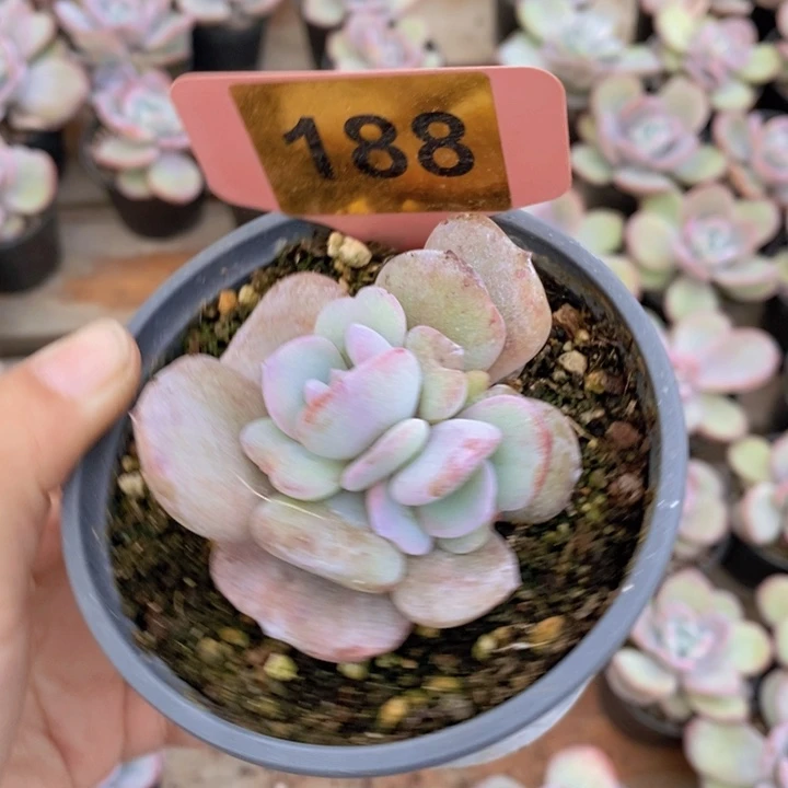 蛋***ღ188号奶茶1111111111