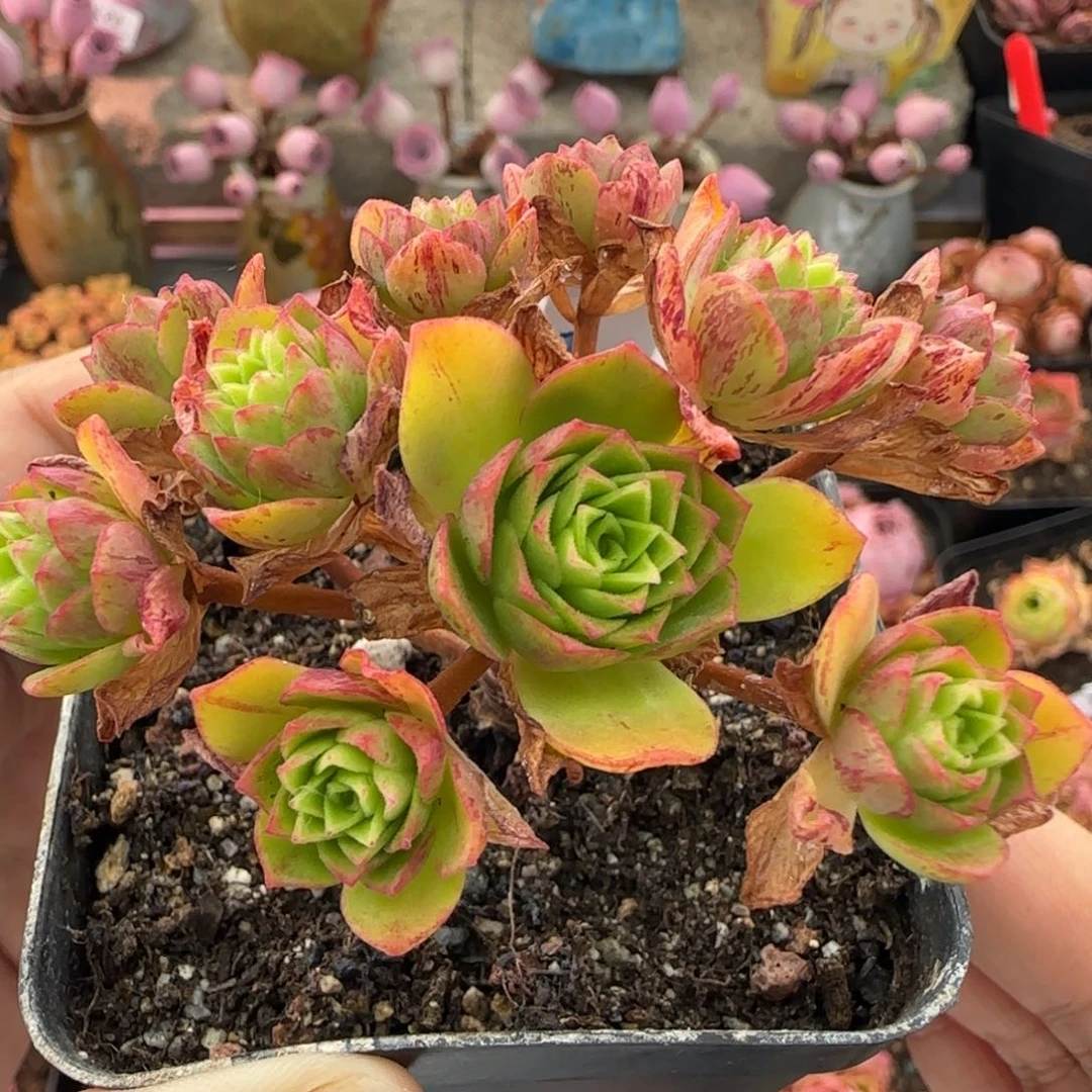 L57半城玫瑰霓虹泡泡