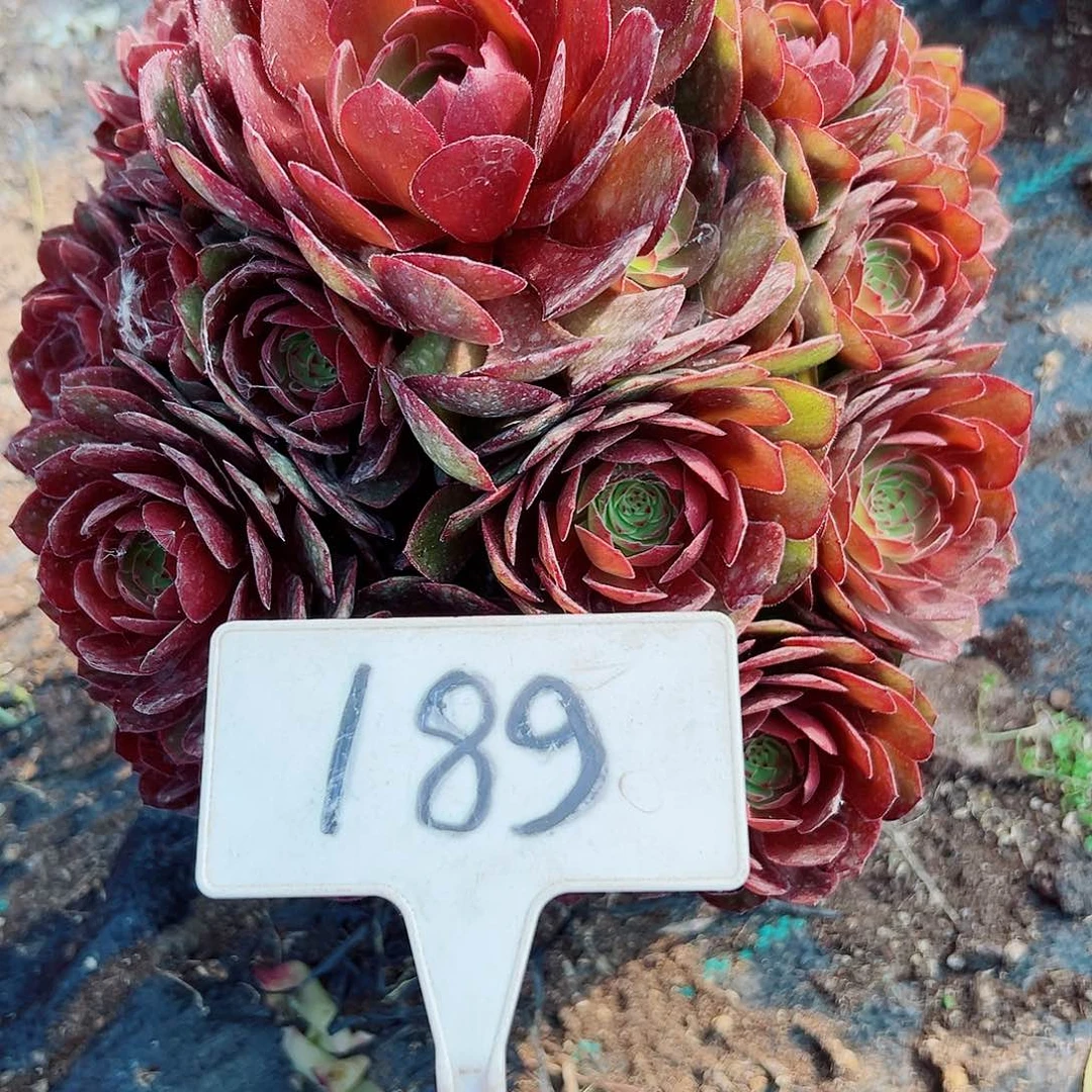 多肉植物红魔法师