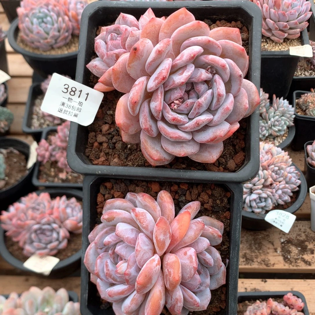 双头星影两颗3811