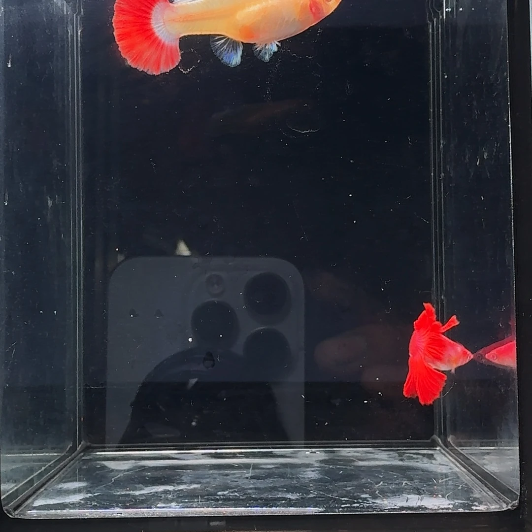 孔雀鱼1对红尘跑红瑕疵