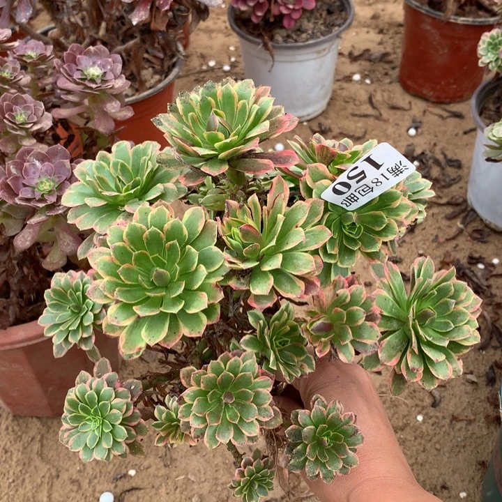 150朝霞绣球不包断枝1