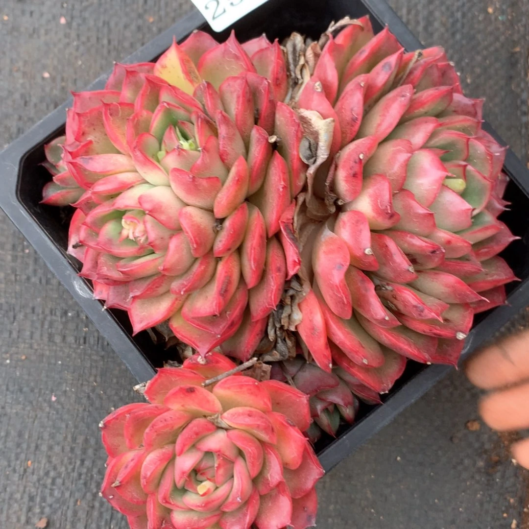 2547杂交多肉植物