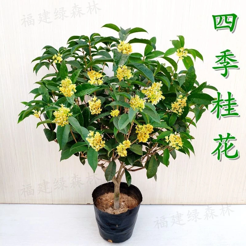 四季桂花盆栽浓香型庭院绿植室内外好养桂花树苗阳台四季花卉